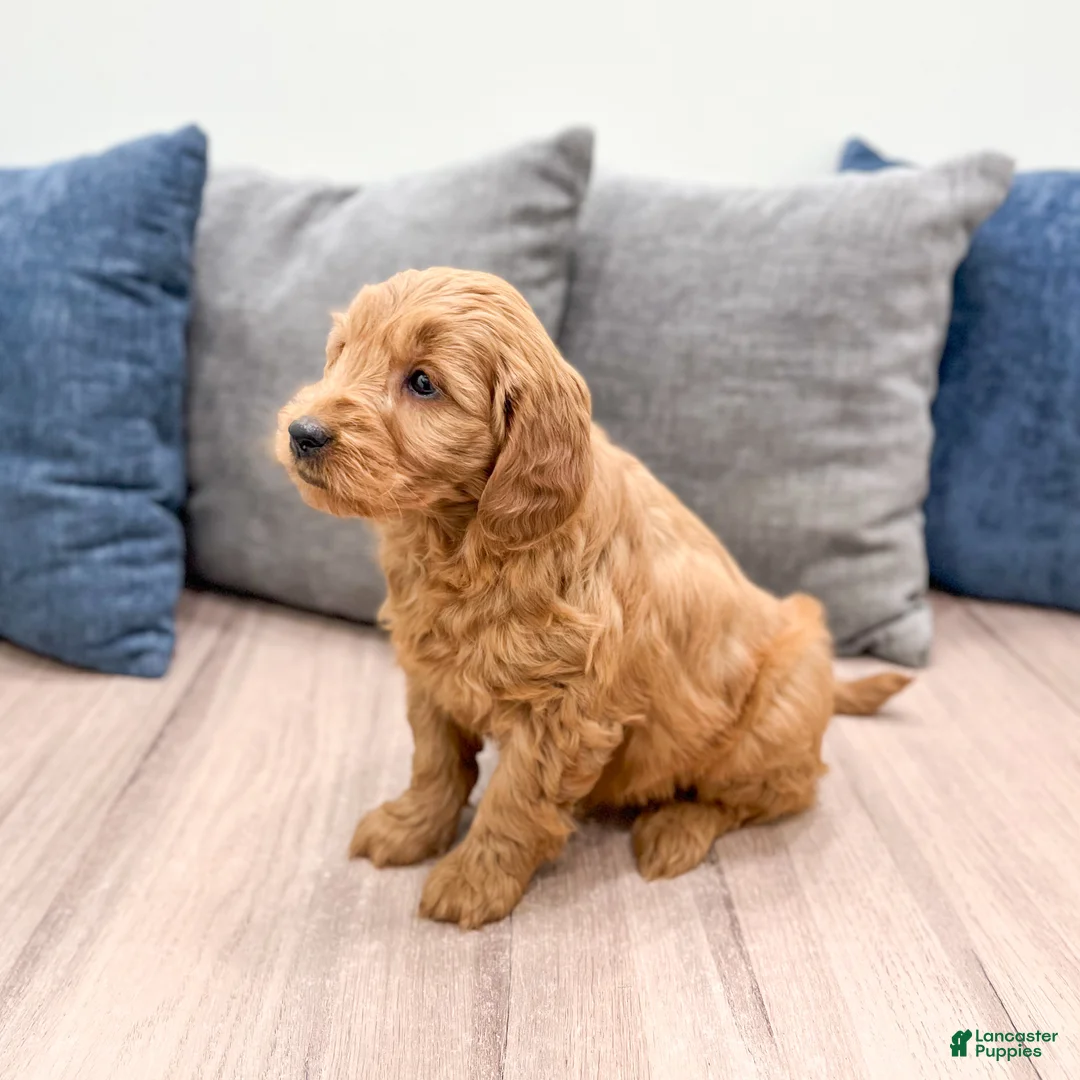 Mini Goldendoodle dogs for sale: Rusty - Ad 4