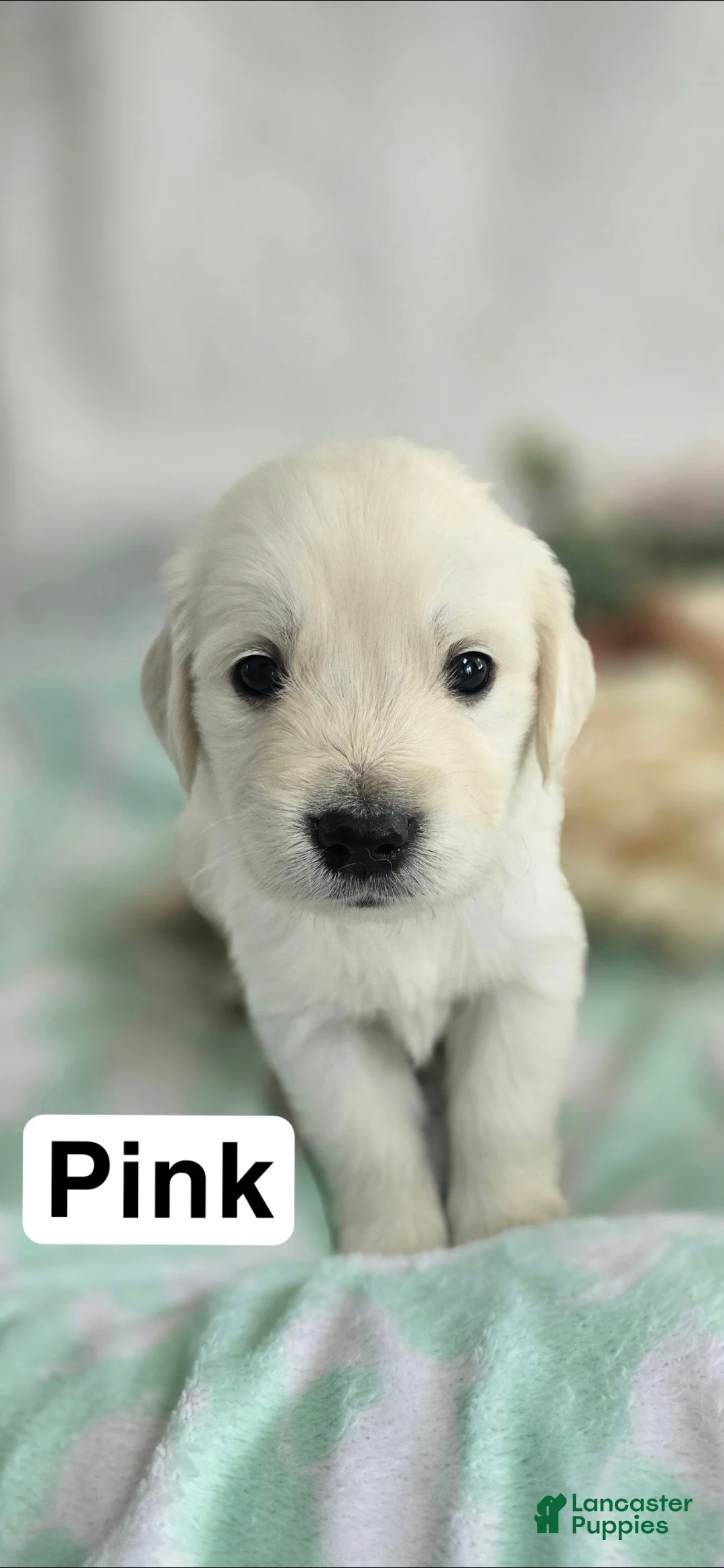 Golden Retriever dogs for sale: Golden Retriever 5 - Ad 2