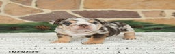 English Bulldog dogs for sale: Caramel Latte - Ad 4