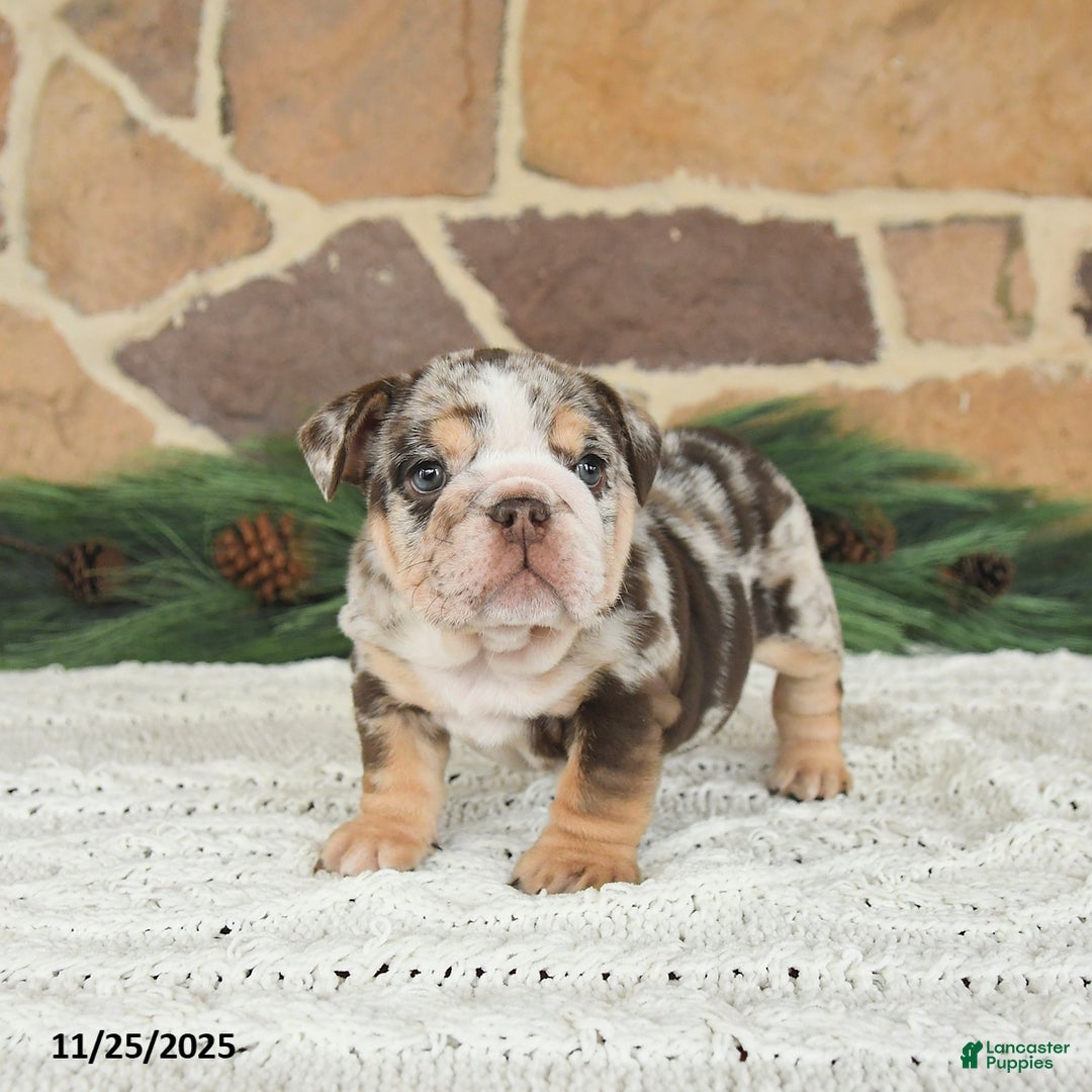 English Bulldog dogs for sale: Caramel Latte - Ad 4