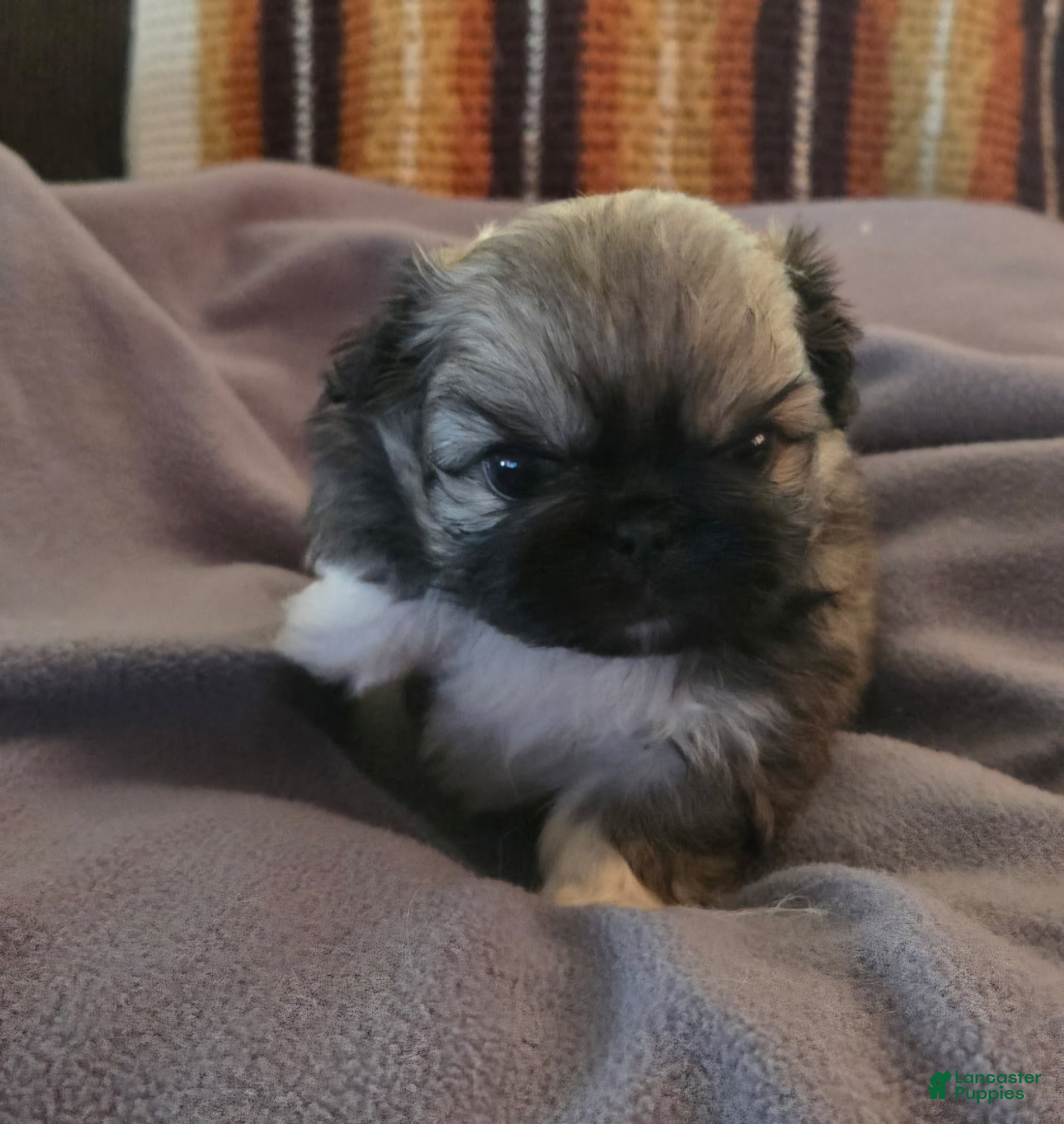 Pekingese dogs  Puppy 5 - Ad 8