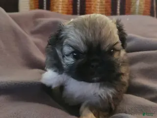 Pekingese dogs Puppy 5 - Ad 8