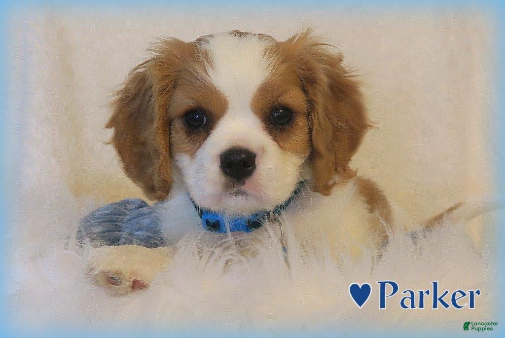 Cavalier King Charles Spaniel dogs for sale: Cavalier King Charles Spaniel Puppy 1 - Ad 1
