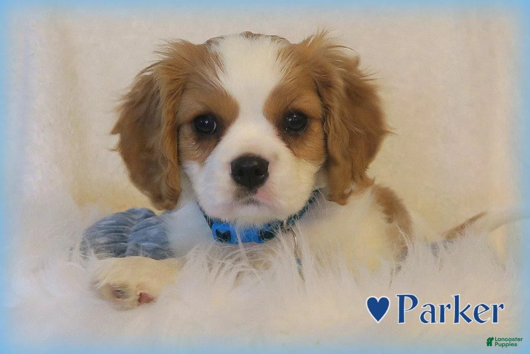 Cavalier King Charles Spaniel dogs for sale: Cavalier King Charles Spaniel Puppy 1 - Ad 1