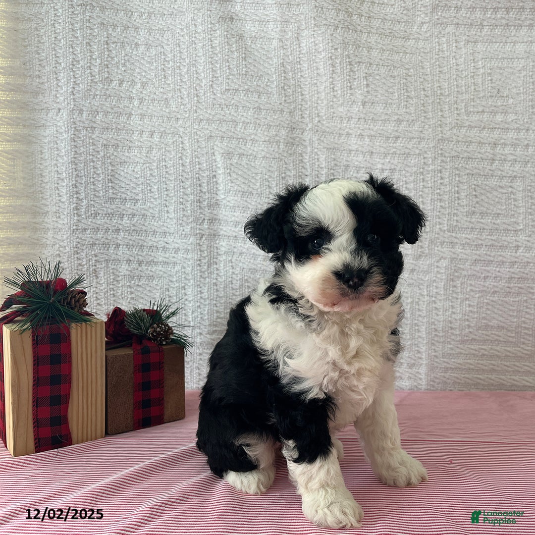 Mini Aussiedoodle dogs for sale: Marley - Ad 4