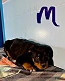 Rottweiler dogs Steven - Ad 8