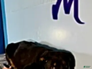 Rottweiler dogs Steven - Ad 37