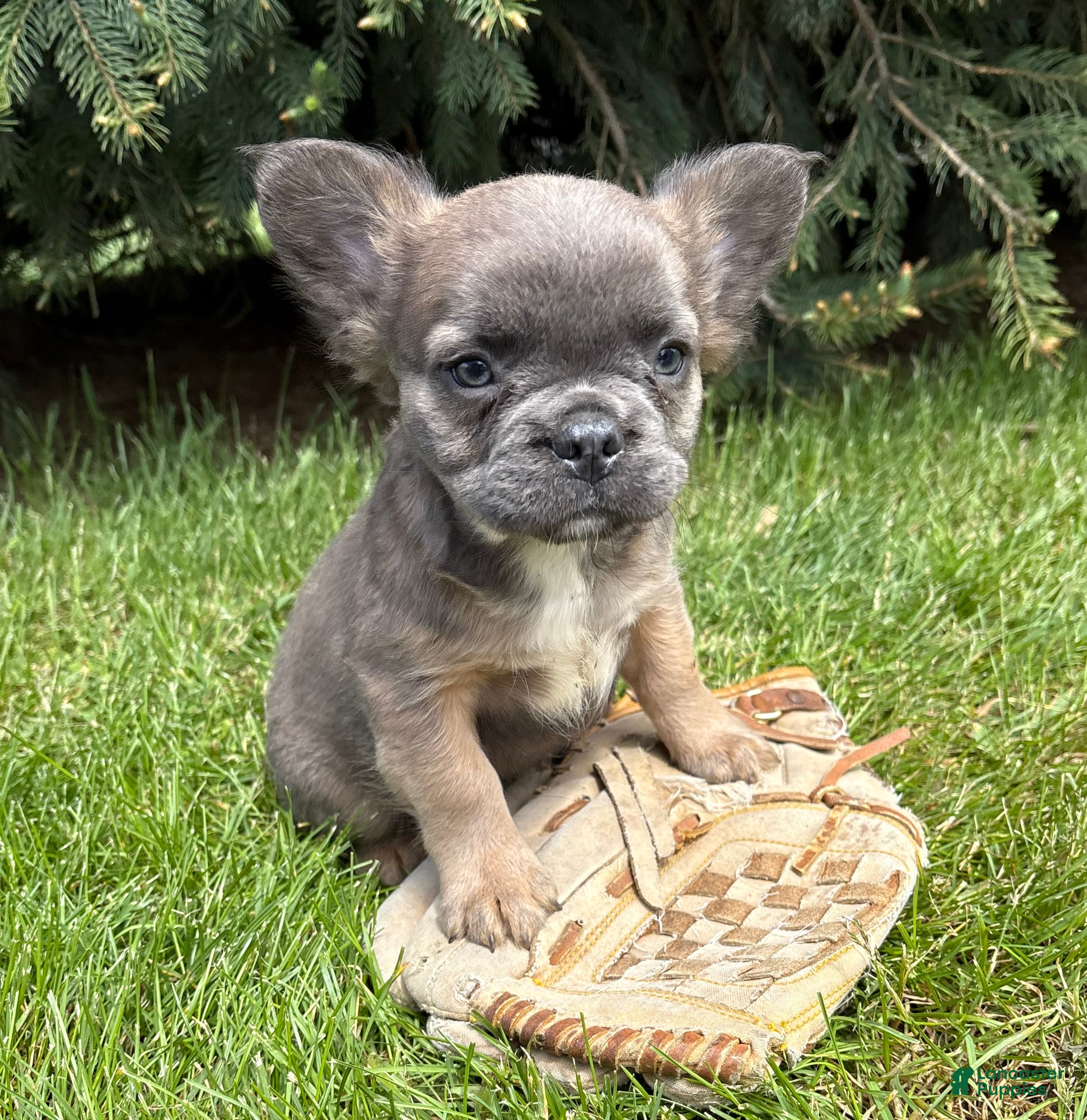 French Bulldog dogs for sale: Mercedes Fluffy - Ad 3