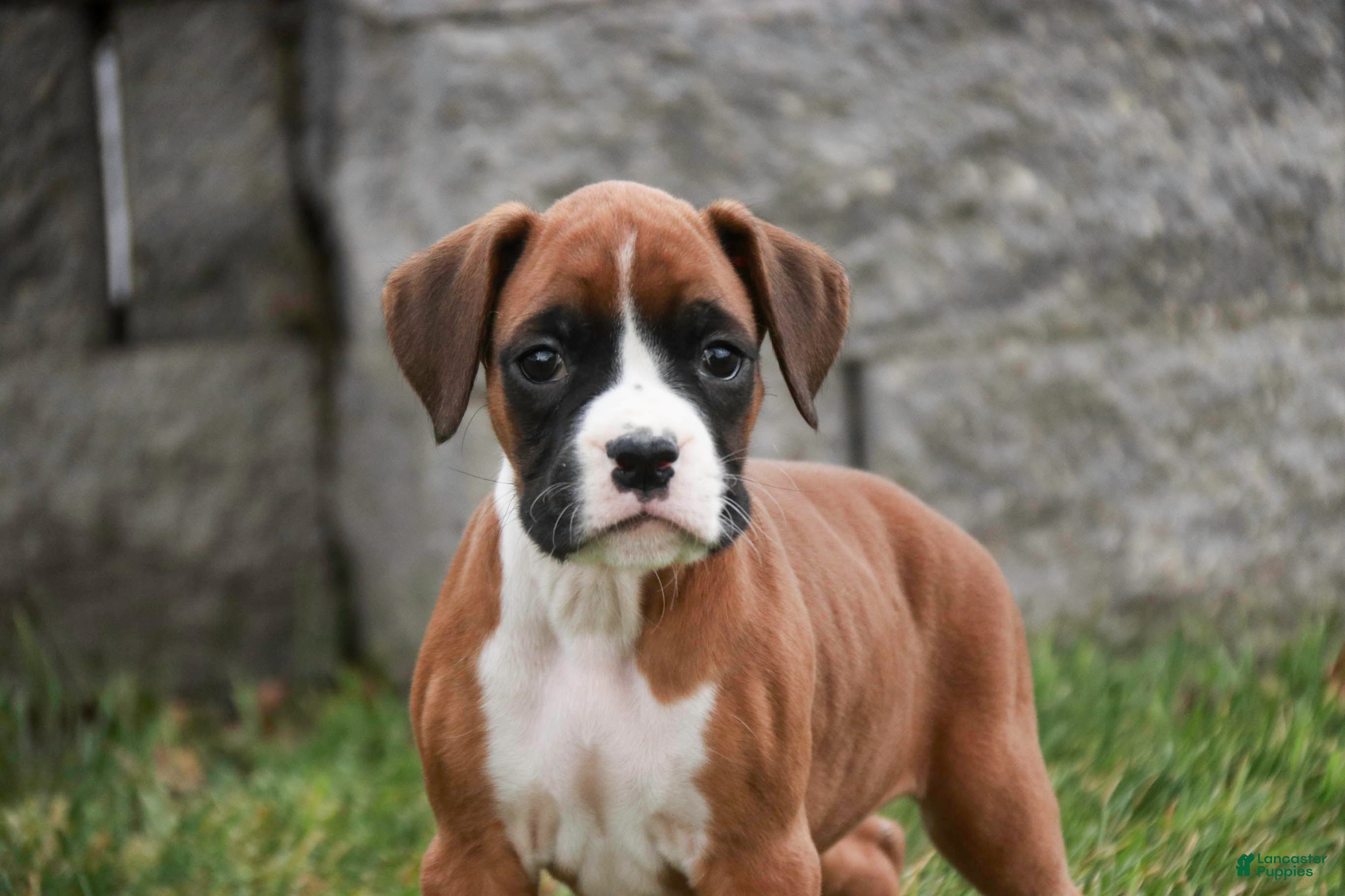 Boxer dogs Clara - Ad 14