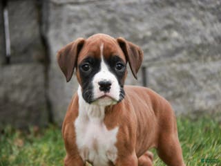 Boxer dogs Clara - Ad 36