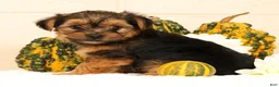 Yorkshire Terrier dogs for sale: Pumpkin - Ad 6