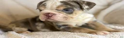 English Bulldog dogs for sale: Versace - Ad 77