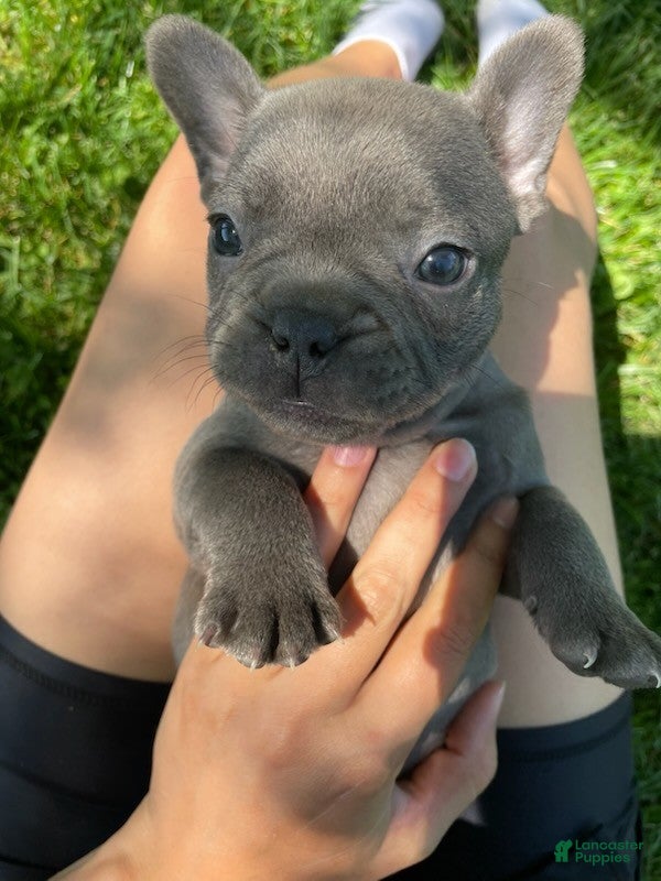 French Bulldog dogs Zazu - Ad 2