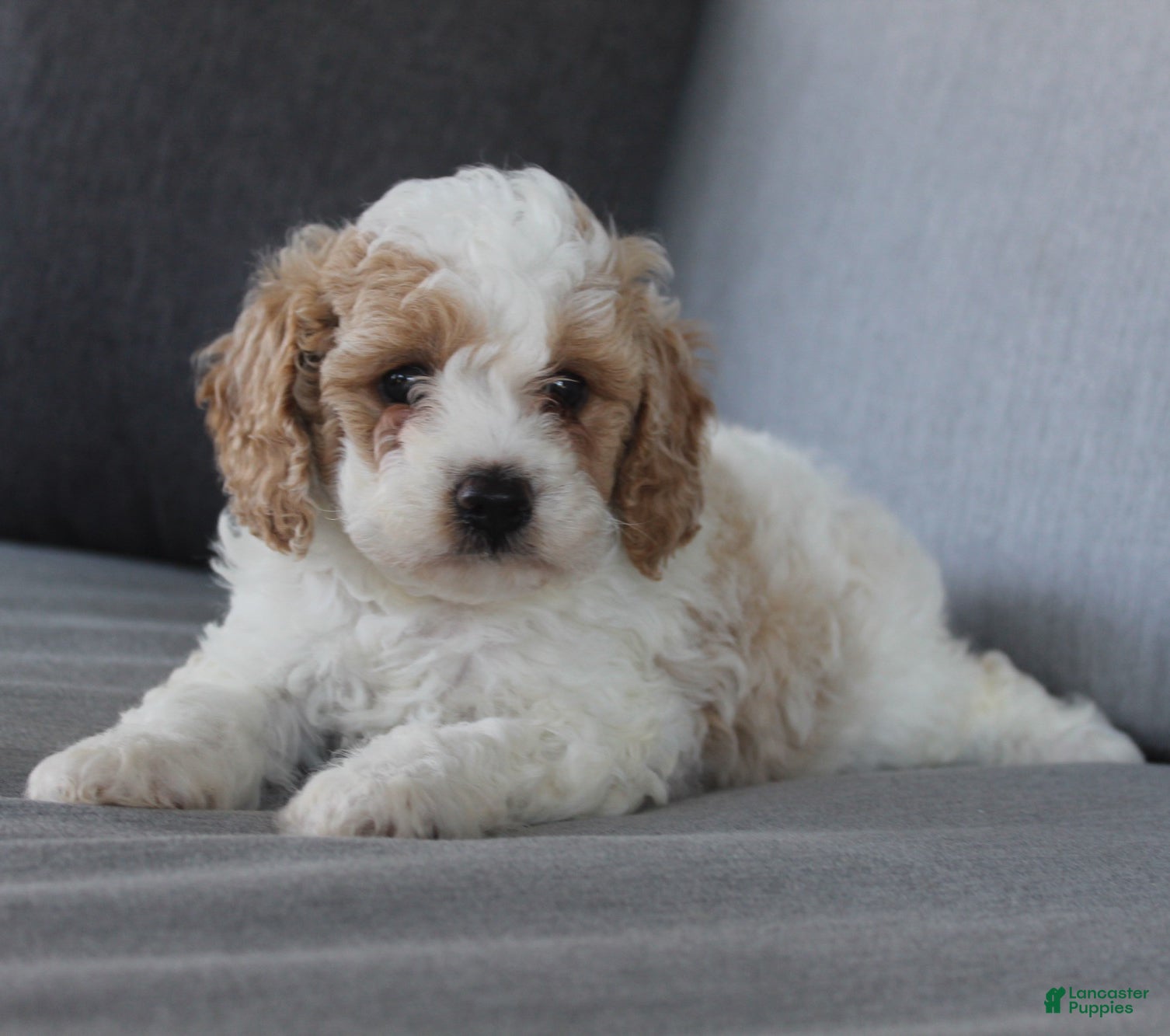 Cavapoo dogs Buddy - Ad 2