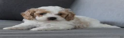 Cavapoo dogs for sale: Buddy - Ad 2