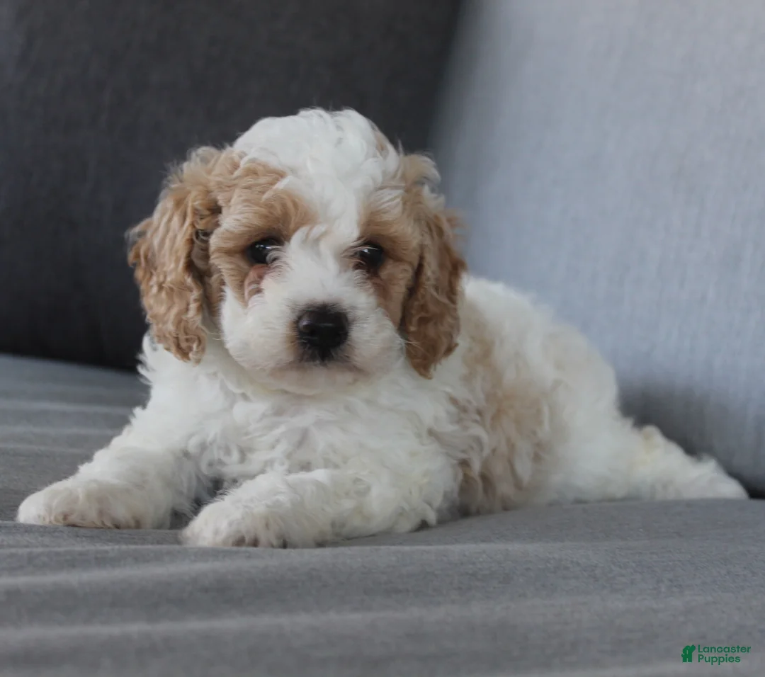 Cavapoo dogs for sale: Buddy - Ad 2