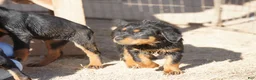 Rottweiler dogs for sale: Rottweiler F1 - Ad 10