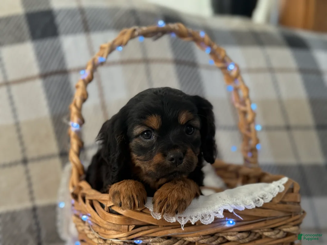 Mixed Breed dogs for sale: Saraya - Ad 3