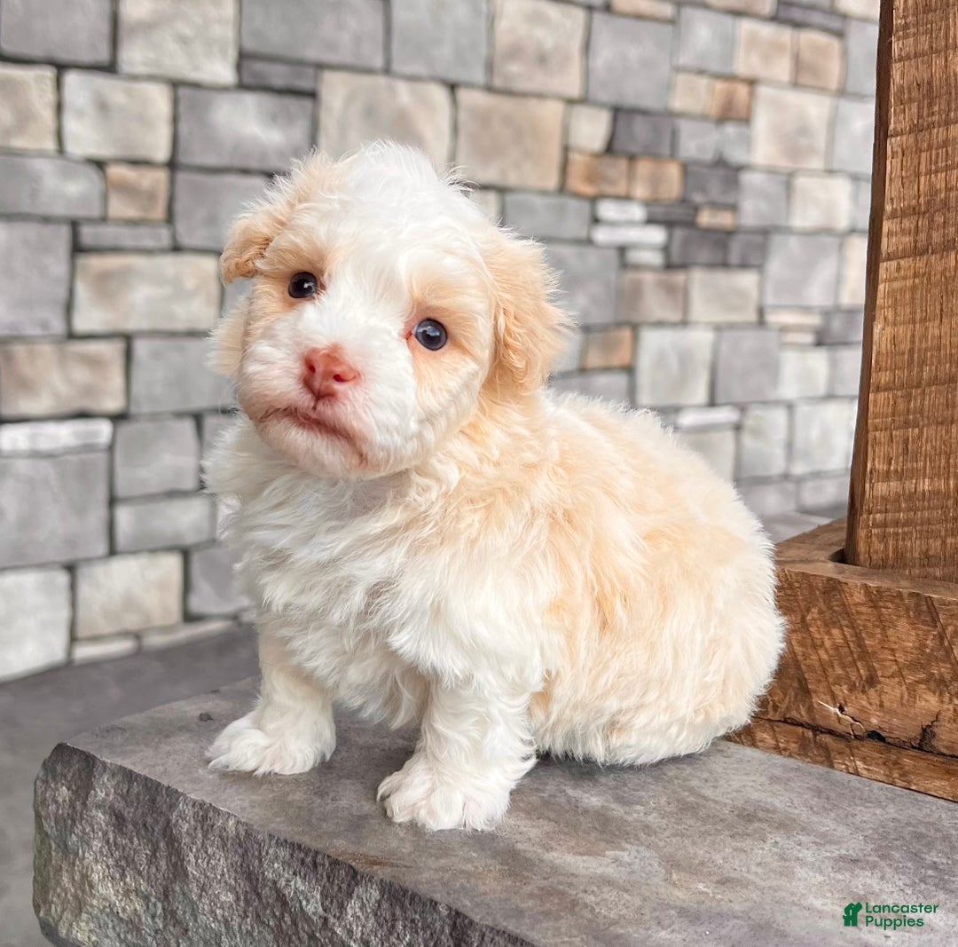 Havanese dogs for sale: Ralph - Ad 2