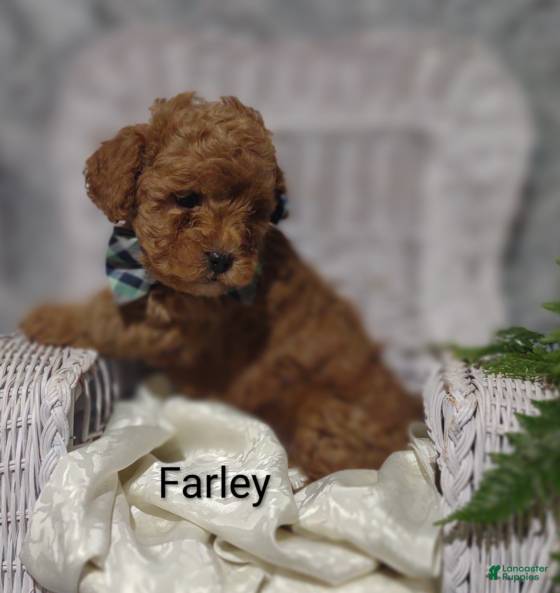 Shihpoo dogs Farley - Ad 16