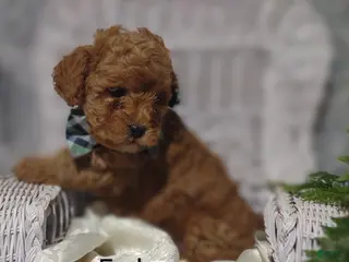 Shihpoo dogs Farley - Ad 42