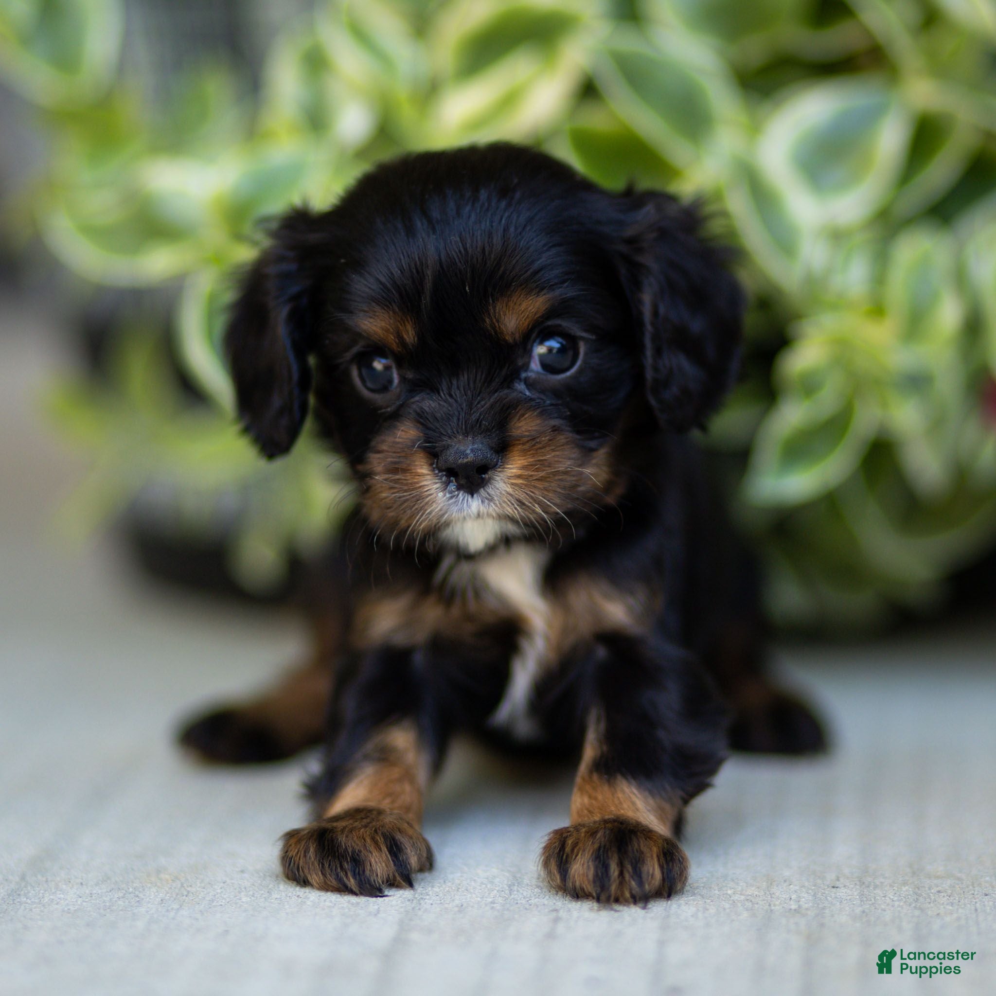Cavalier King Charles Spaniel dogs Alice - Ad 1