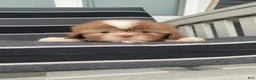 Shih Tzu dogs for sale: Hazel - Ad 9