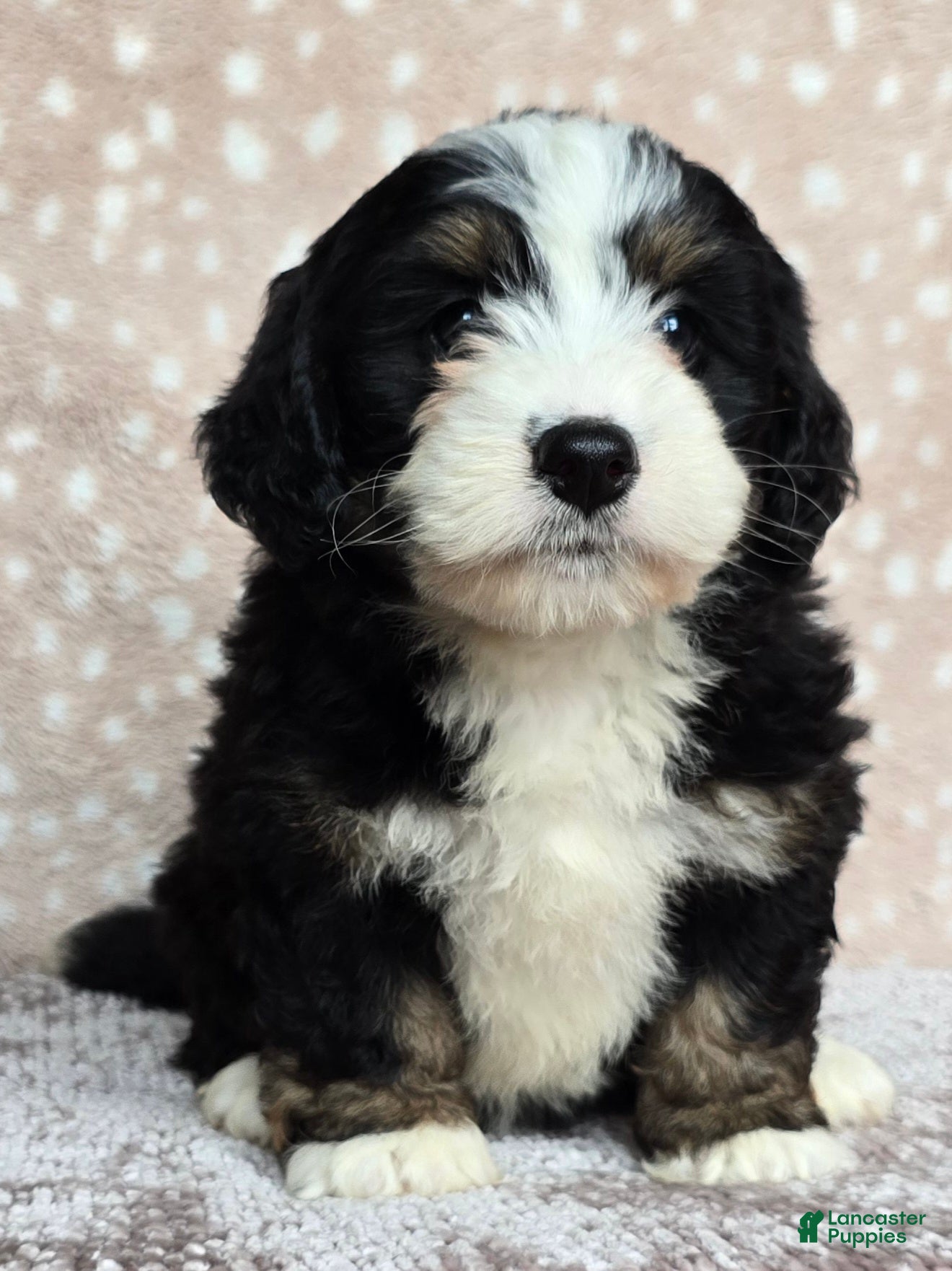 Mini Bernedoodle dogs Mini Poppy - Ad 2