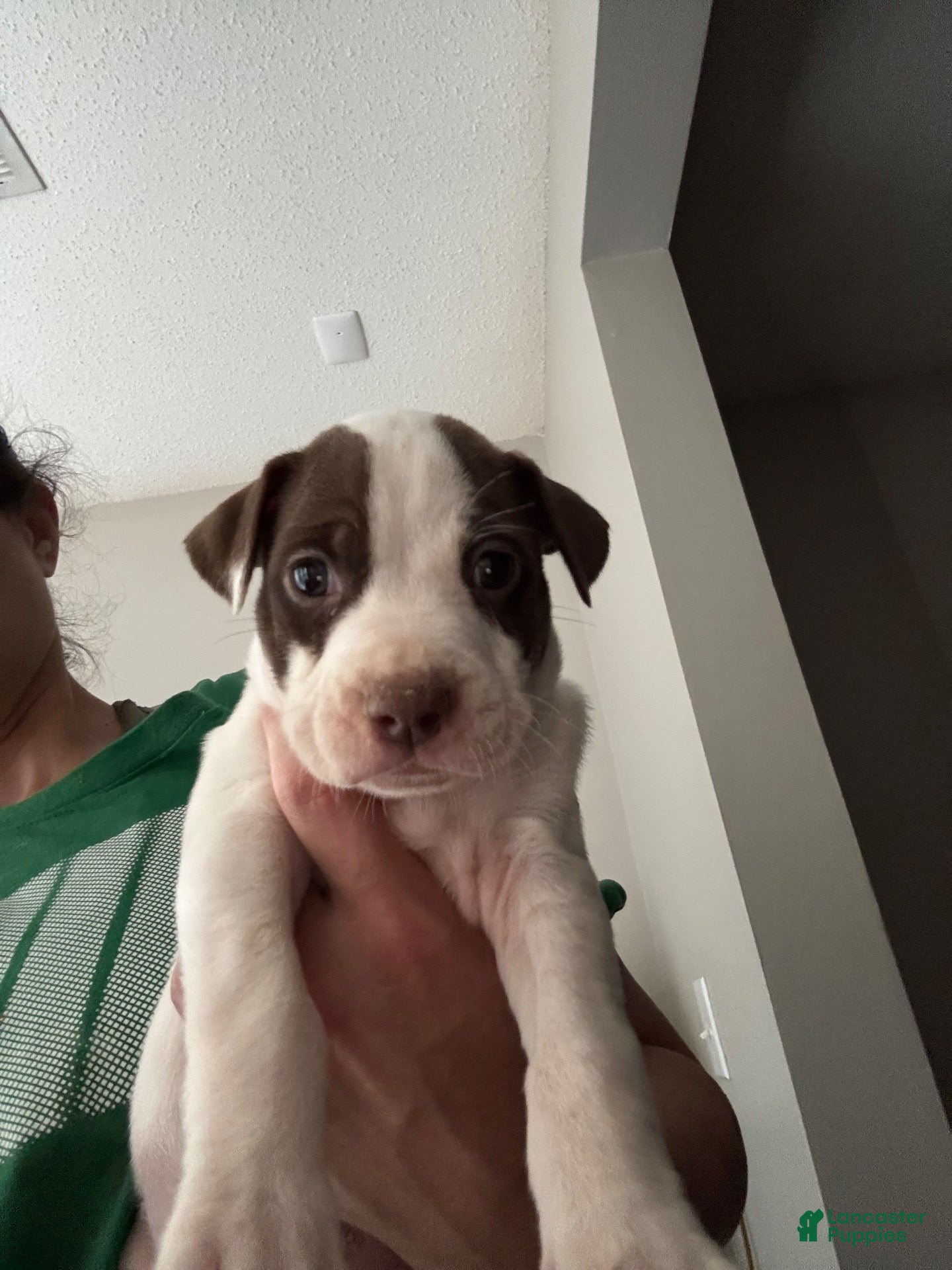 Mixed Breed dogs for sale: Mixed Breed 4 - Ad 24