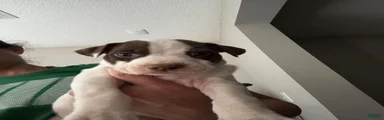 Mixed Breed 4