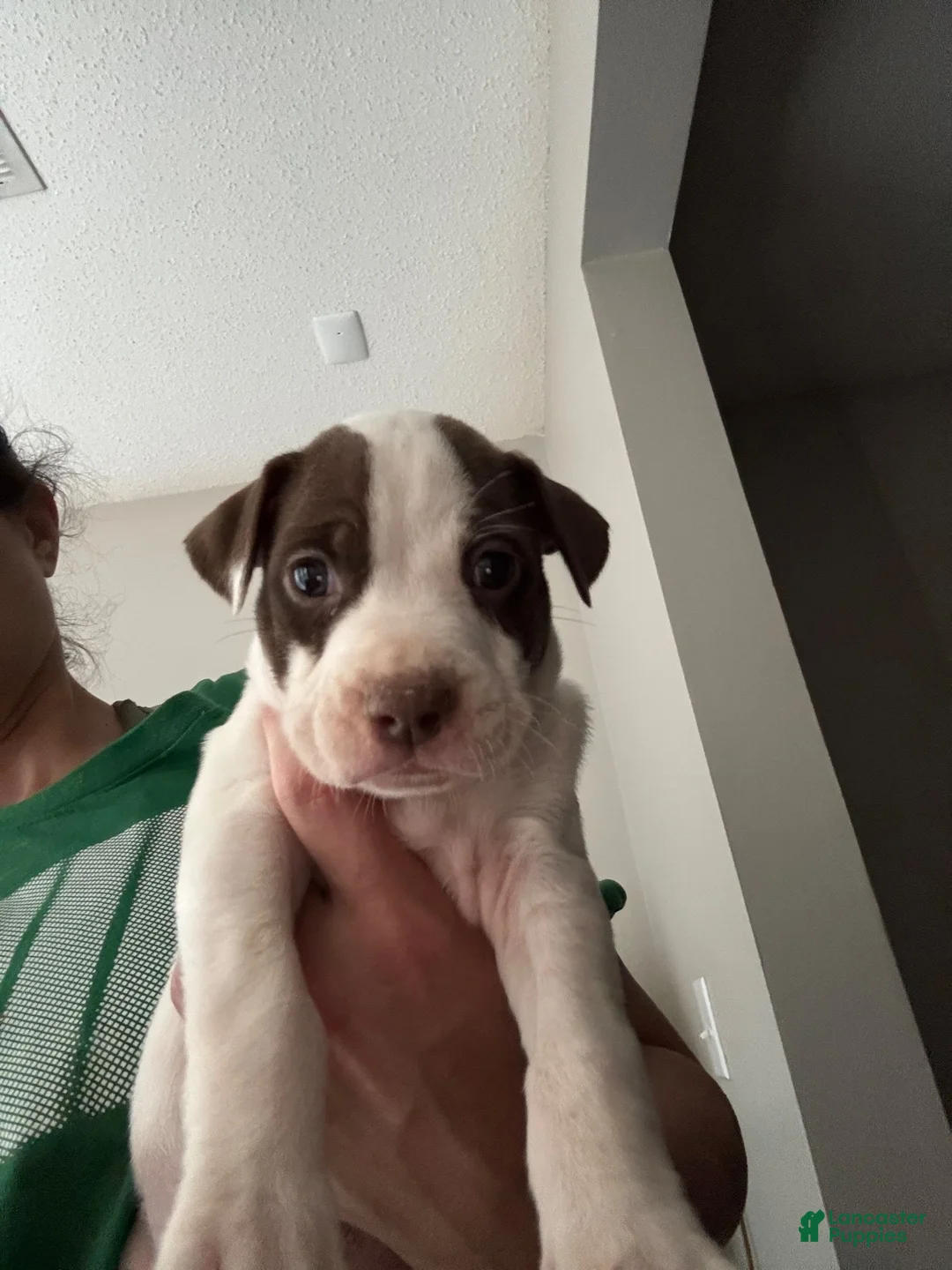 Mixed Breed dogs for sale: Mixed Breed 4 - Ad 1