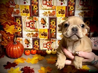 French Bulldog dogs - Ad 13