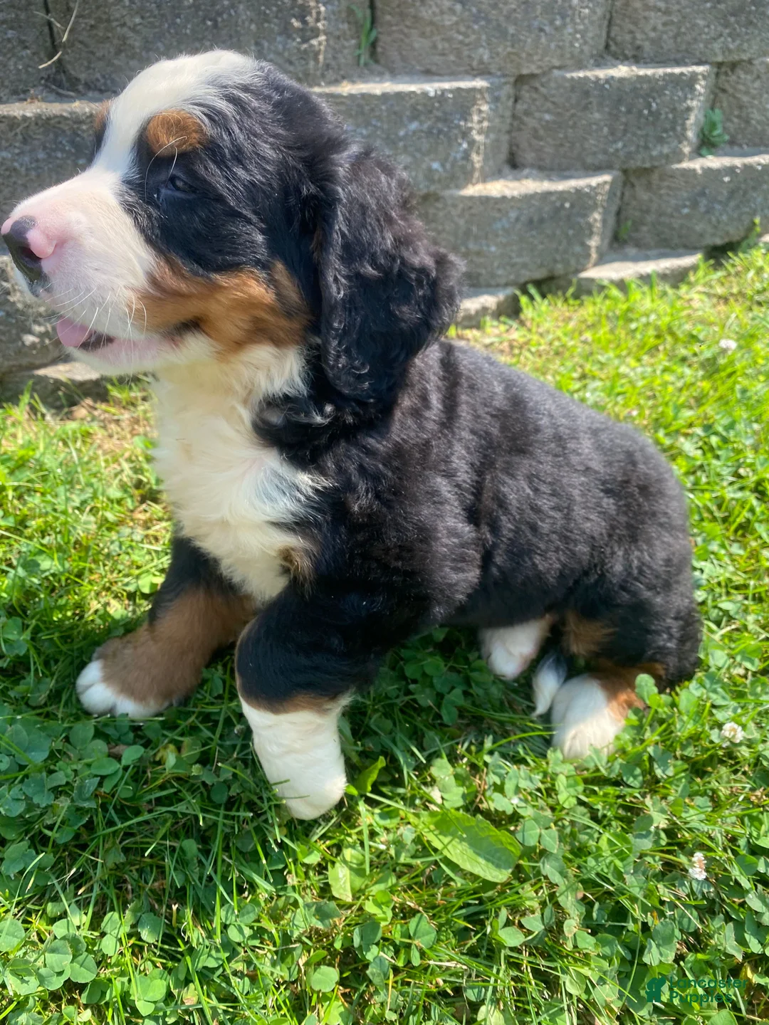 Bernese Mountain Dog dogs for sale: Cooper - Ad 2