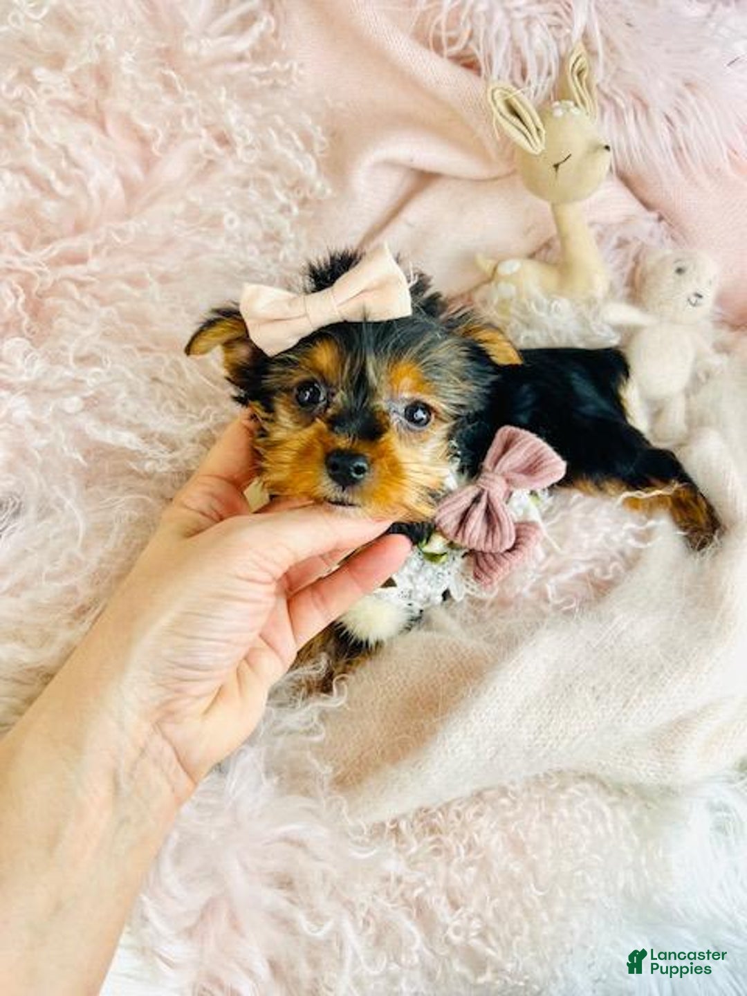 Yorkshire Terrier dogs for sale: Yorkshire Terrier Puppy 2 - Ad 2