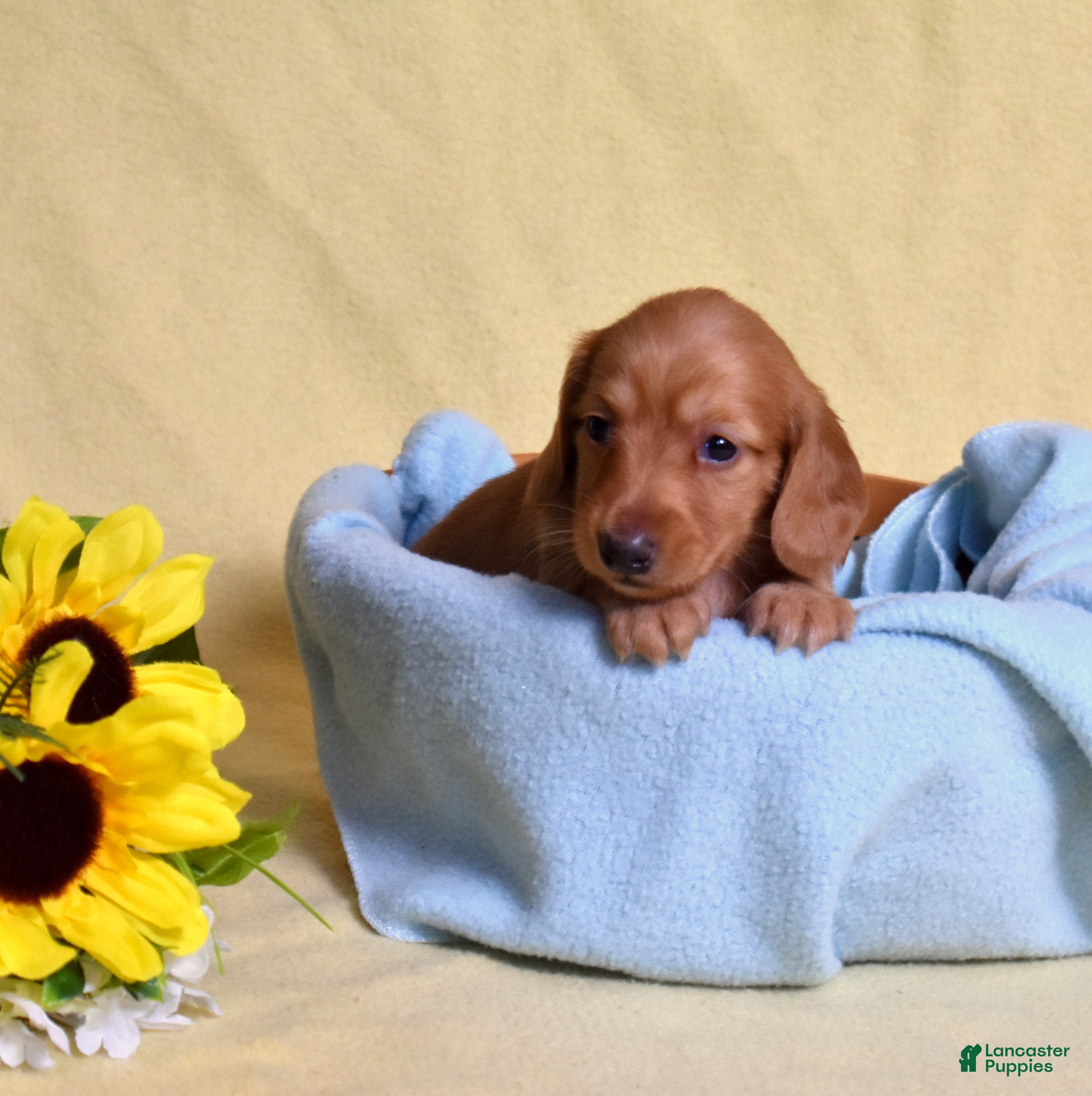 Miniature Dachshund dogs Macchiato  - Ad 2