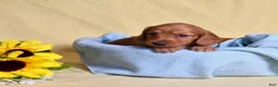 Miniature Dachshund dogs for sale: Macchiato  - Ad 5