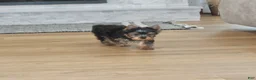 Yorkshire Terrier dogs for sale: Yorkshire Terrier Puppy 1 - Ad 4