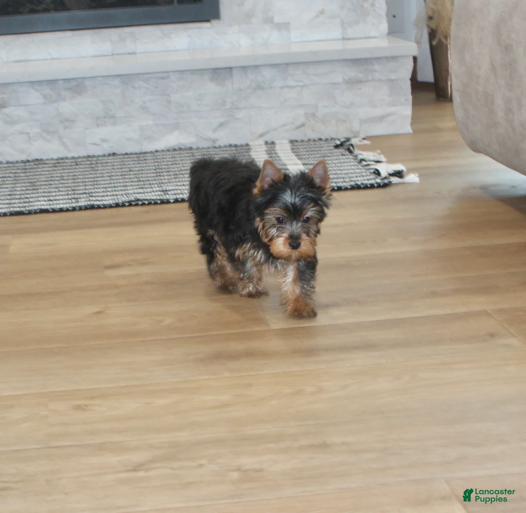 Yorkshire Terrier dogs for sale: Yorkshire Terrier Puppy 1 - Ad 4