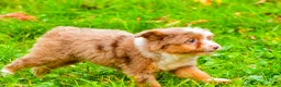Mini Aussiedoodle dogs for sale: Lani - Ad 6