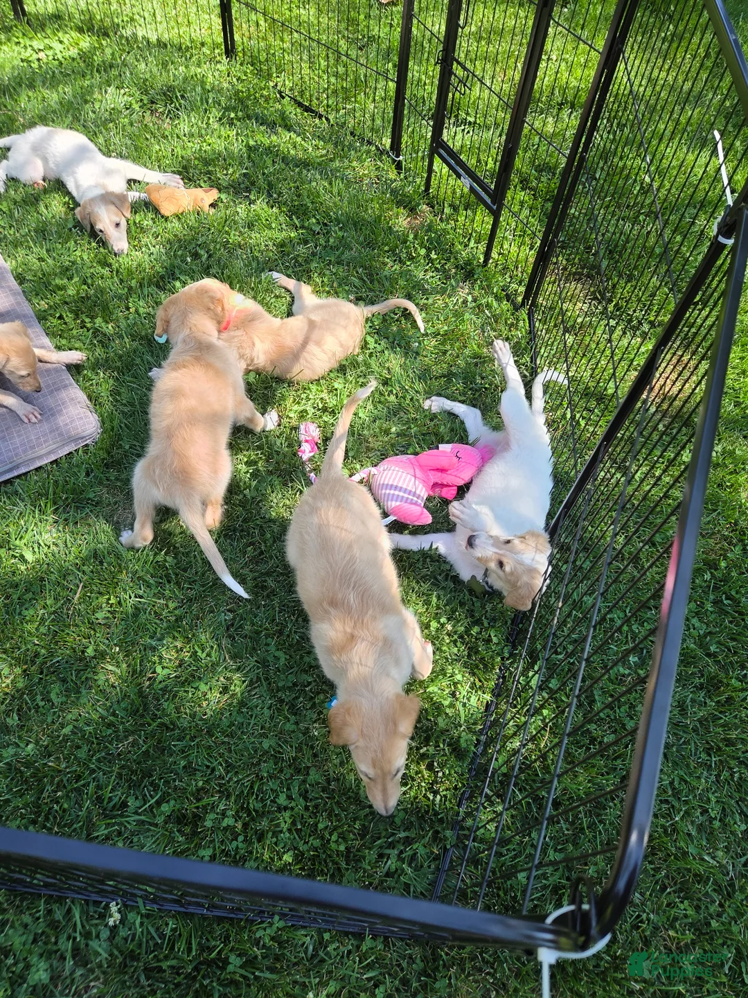 Borzoi dogs for sale: Fabien-APRI-Pedigree - Ad 15