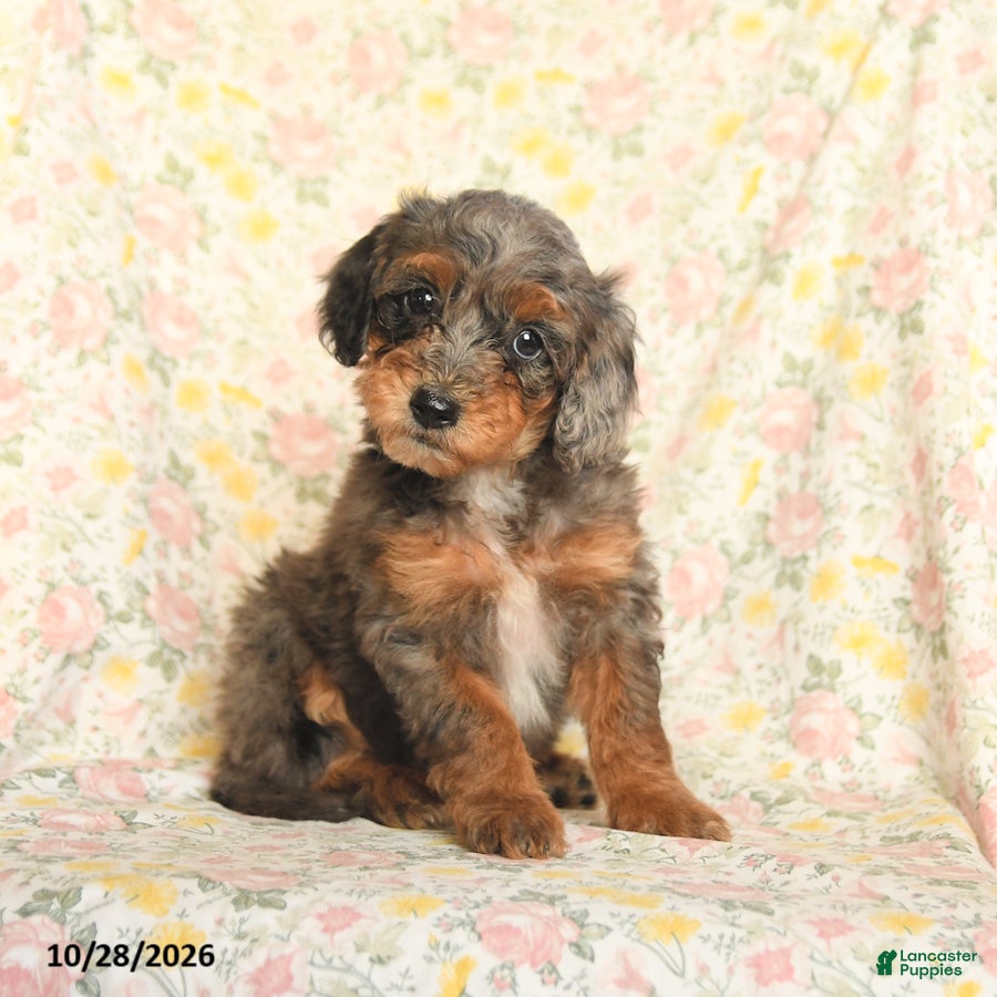 Mini Goldendoodle dogs for sale: Oriana - Ad 2