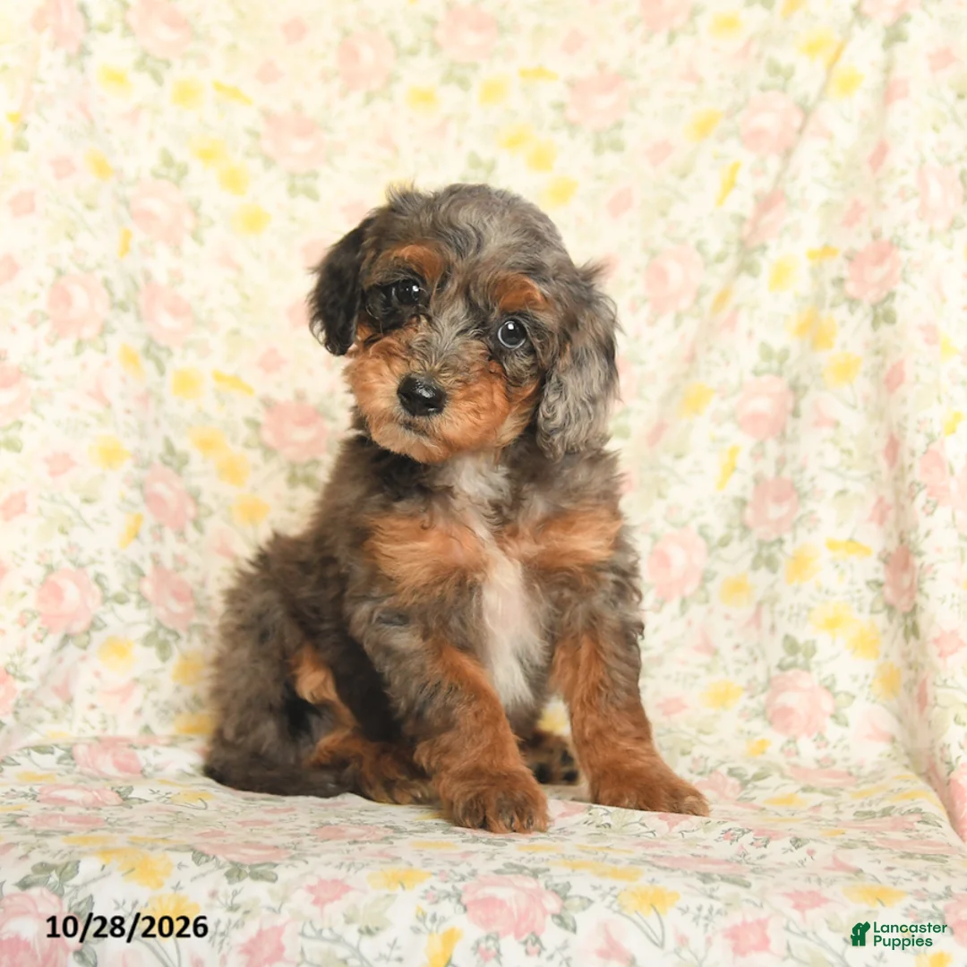 Mini Goldendoodle dogs for sale: Oriana - Ad 2