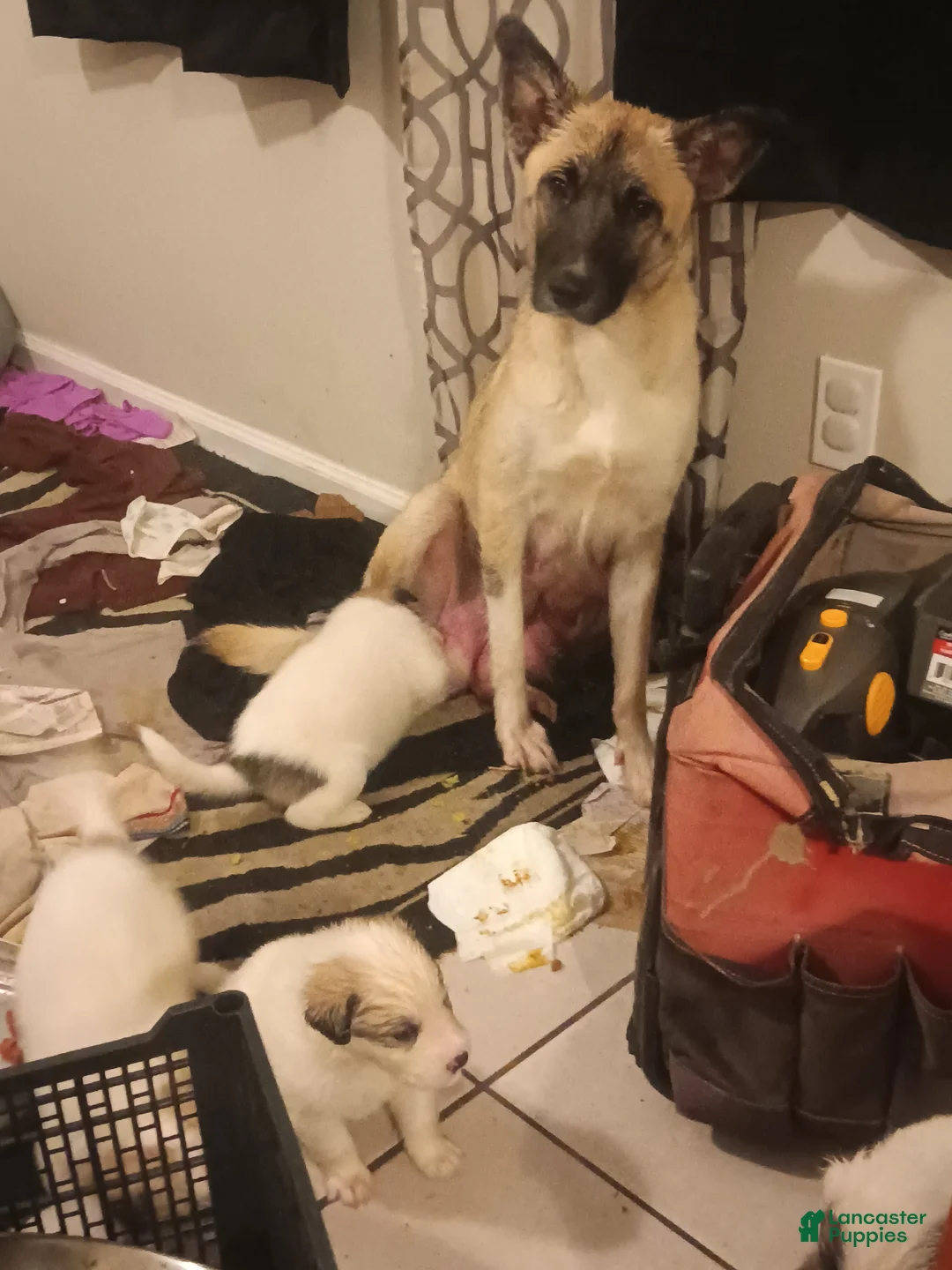 Mixed Breed dogs for sale: Rolly Polly  - Ad 6