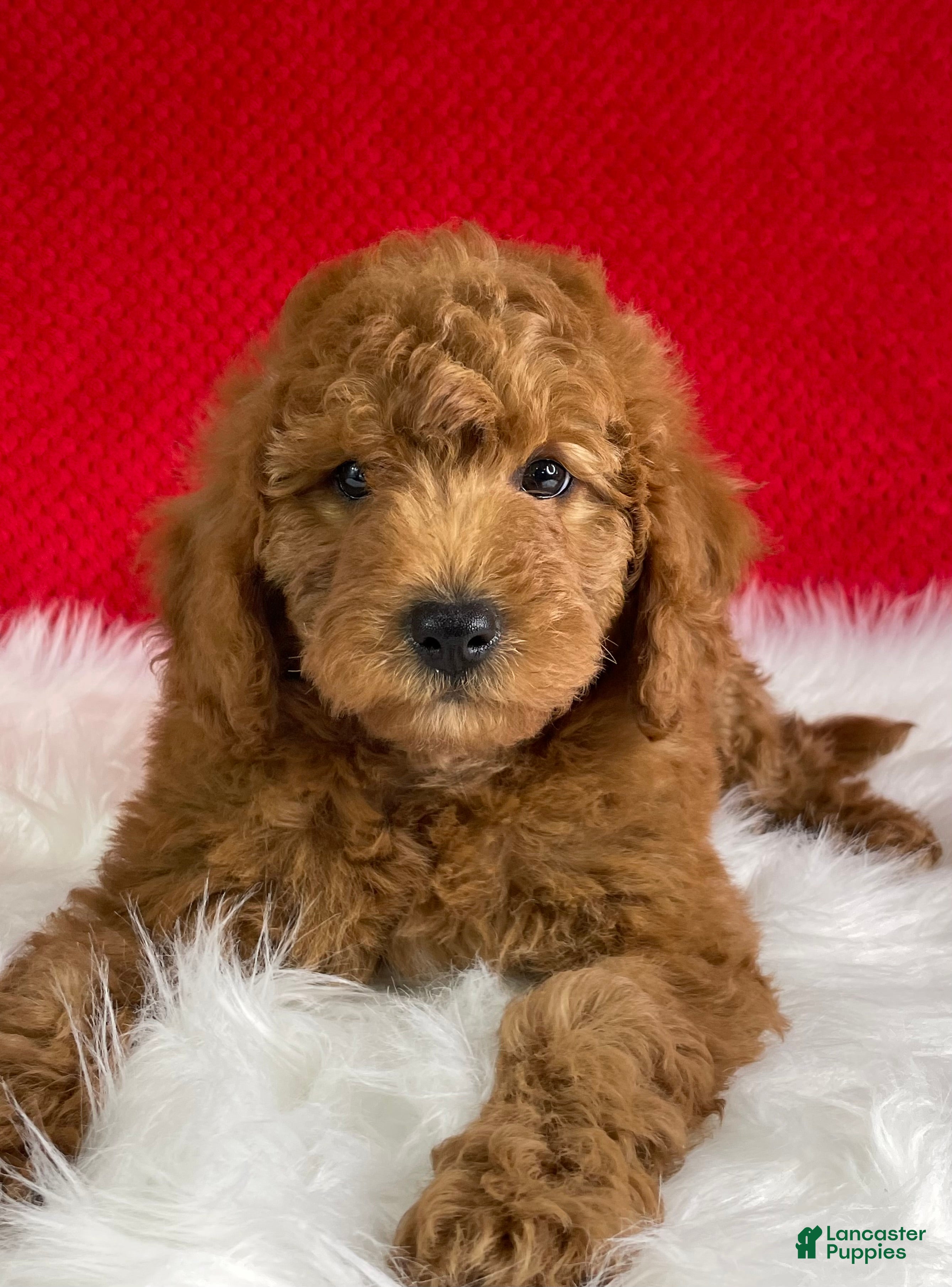 Mini Goldendoodle dogs Oliver - Ad 2