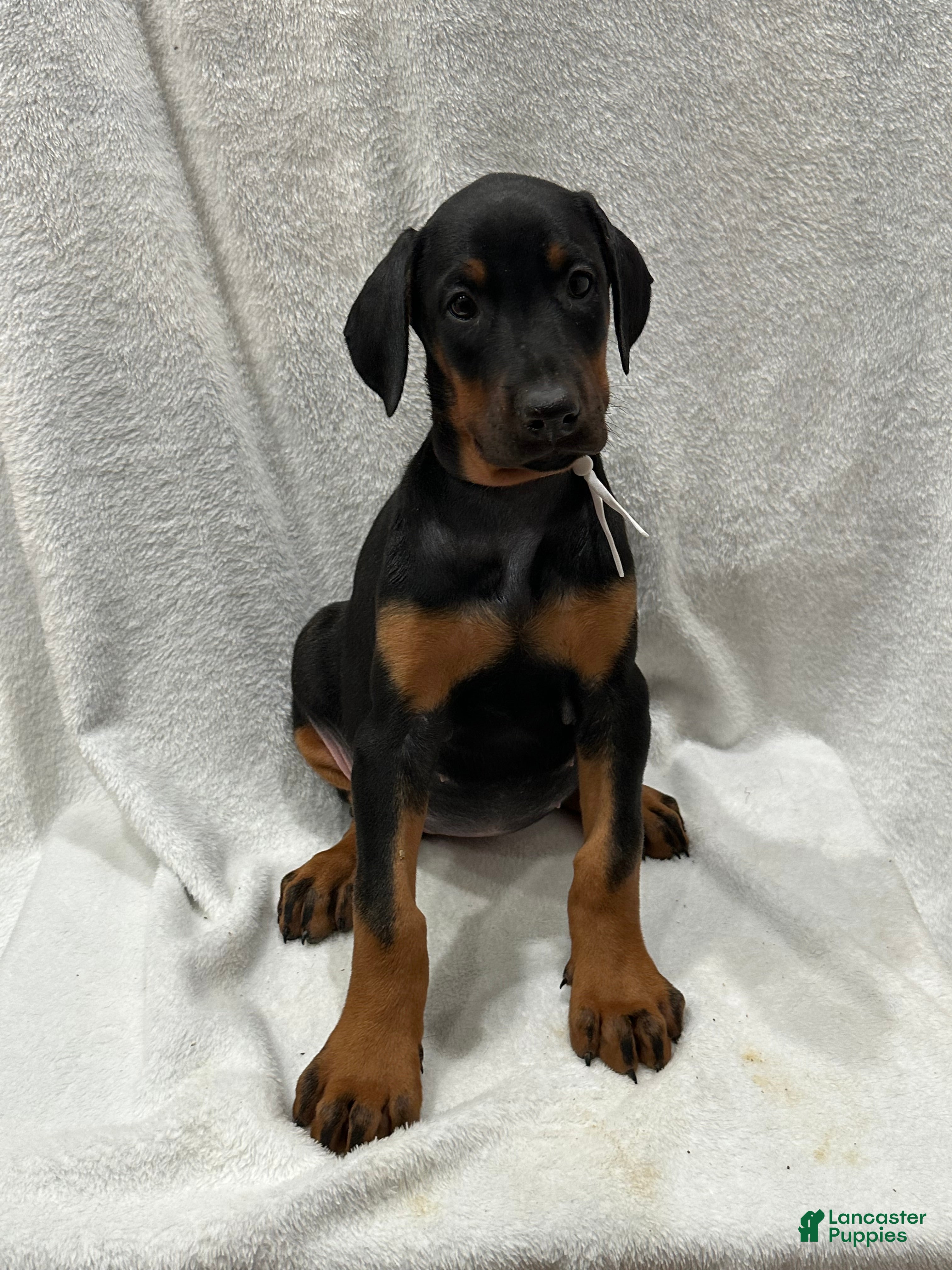 Doberman Pinscher dogs Doberman Pinscher Puppy 5 - Ad 30
