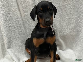 Doberman Pinscher dogs Doberman Pinscher Puppy 5 - Ad 38