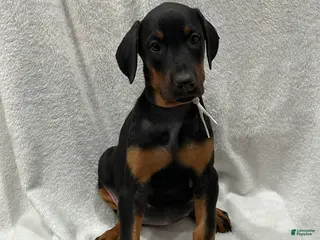 Doberman Pinscher dogs Doberman Pinscher Puppy 5 - Ad 38
