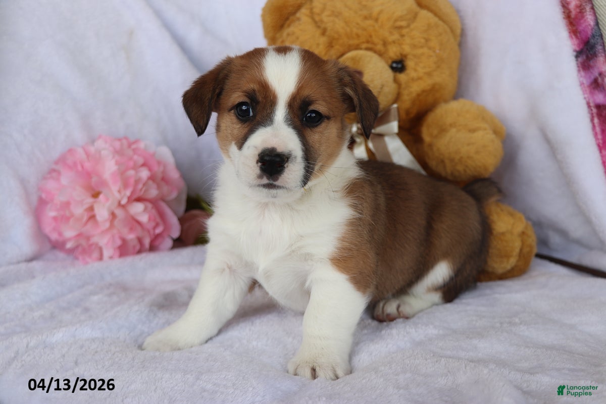 Mixed Breed dogs Toby - Ad 1