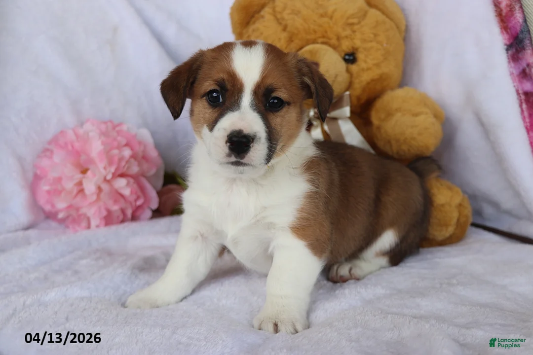 Mixed Breed dogs for sale: Toby - Ad 1