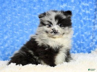 Pomeranian dogs - Ad 15